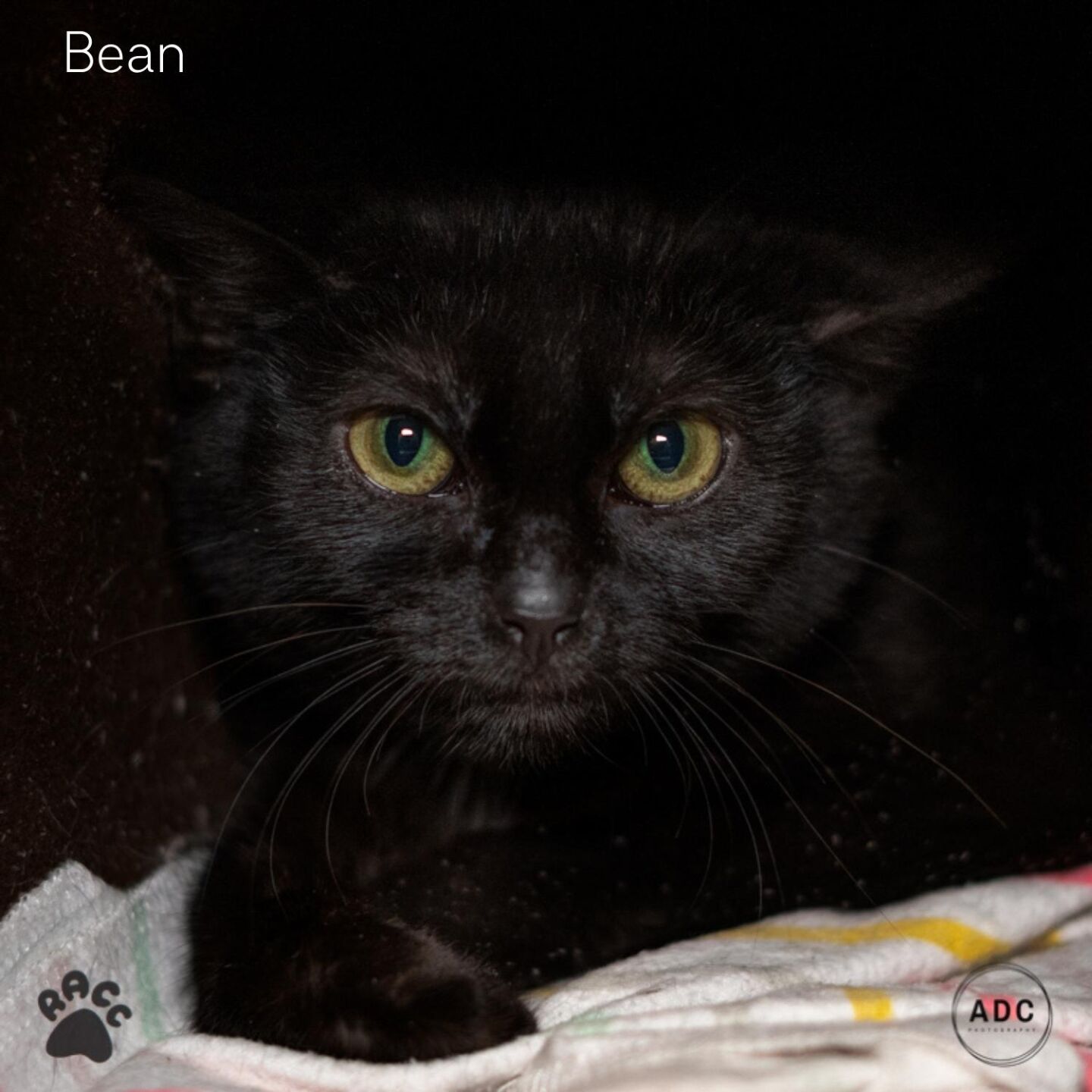 Bean